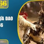 Đá gà cựa dao BJ66