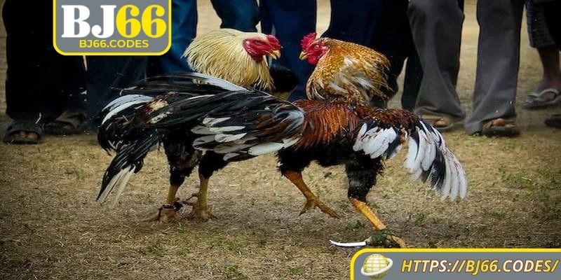 Đá gà cựa dao BJ66 có gì khác