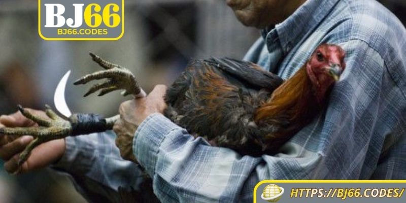 Đá gà cựa dao BJ66 quy định như nào