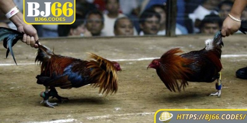 Tổng quan đá gà cựa dao BJ66
