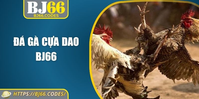 Đá gà cựa dao BJ66