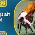 Đá gà cựa sắt BJ66