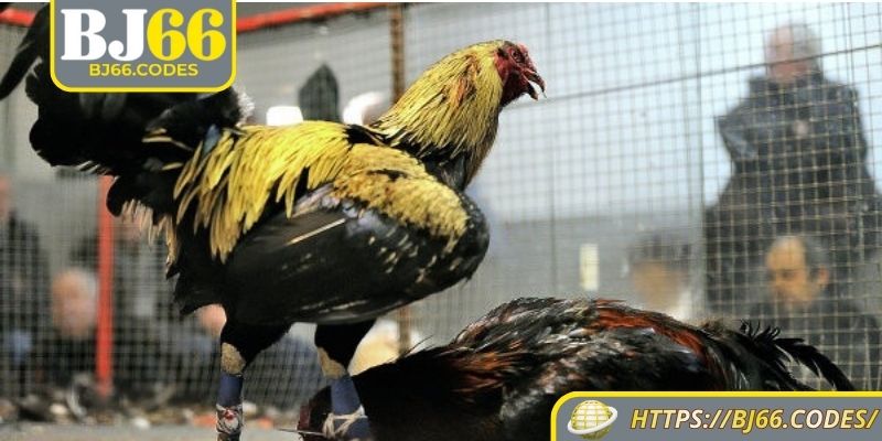 Kinh nghiệm đá gà cựa sắt BJ66