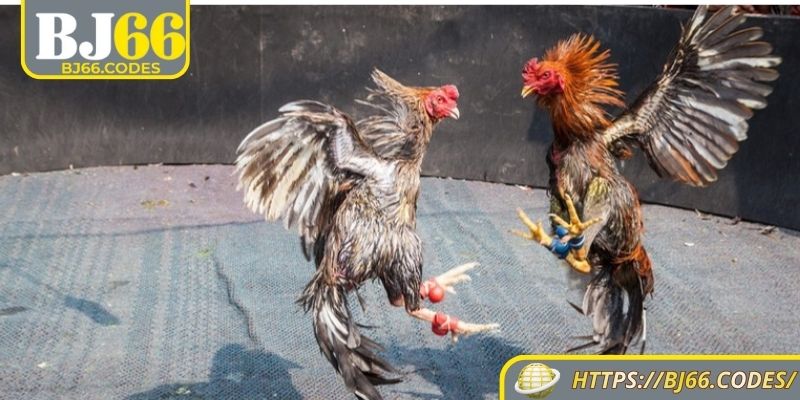 Thông tin đá gà cực sắt BJ66
