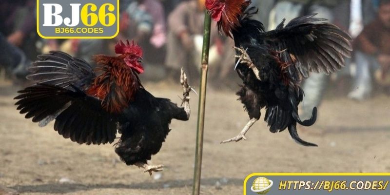 Khái niệm về đá gà Thomo BJ66
