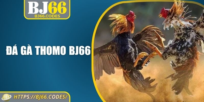 Đá gà Thomo BJ66