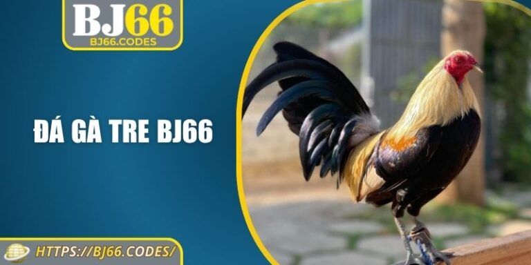 Đá gà tre BJ66