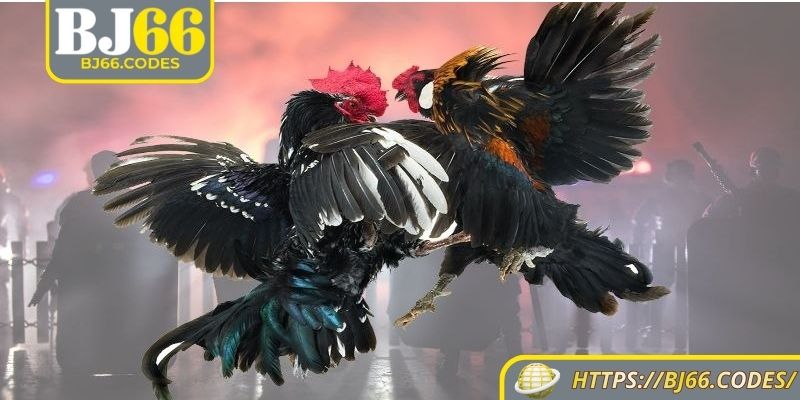 Đá gà tre BJ66 chọn gióng ra trận