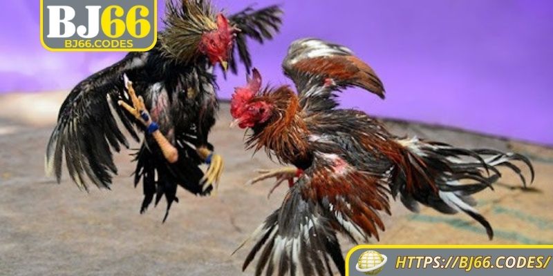 Địa chỉ cược đá gà tre BJ66