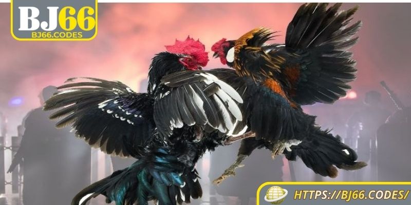 Đôi nét về đá gà tre BJ66
